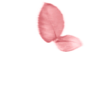 Logotipo Alma Centro de Estética en blanco